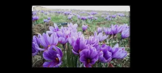 بیع الزعفران الایرانی - 3