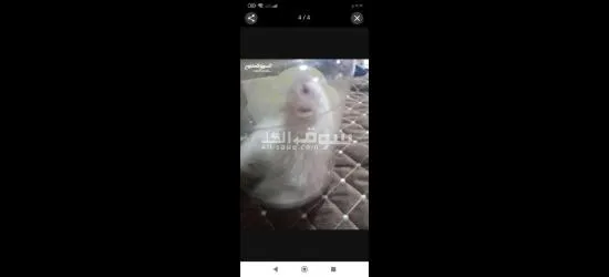 هامستر ****** ثنين يخبلن - 2