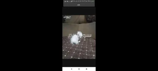 هامستر ****** ثنين يخبلن - 3