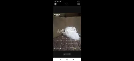 هامستر ****** ثنين يخبلن - 4