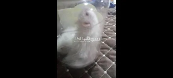 هامستر ****** ثنين يخبلن - 5