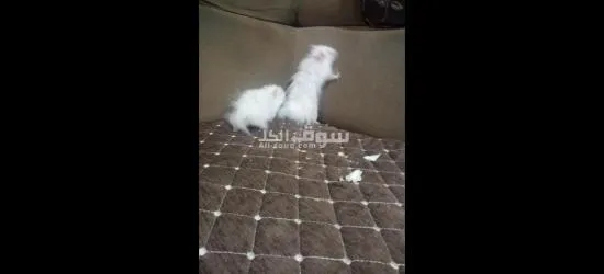هامستر ****** ثنين يخبلن - 7