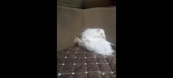 هامستر ****** ثنين يخبلن - 8