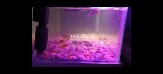 حوض سمك للبيع بسعر 25,000