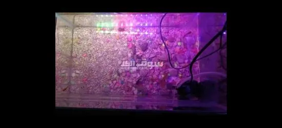 حوض سمك للبيع بسعر 25,000 - 2