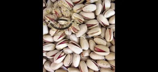 wholesale Pistachios with the best Quality and Price Without Intermediaries From Iran per 100 Kgr - 7