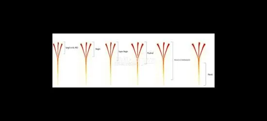 wholesale Saffron With the Best Quality and Price Without Intermediaries From Iran per 1 Kgr